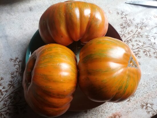 Зебра Вольта